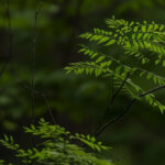 Close-up of bright green fern leaves against a dark green blurred background.