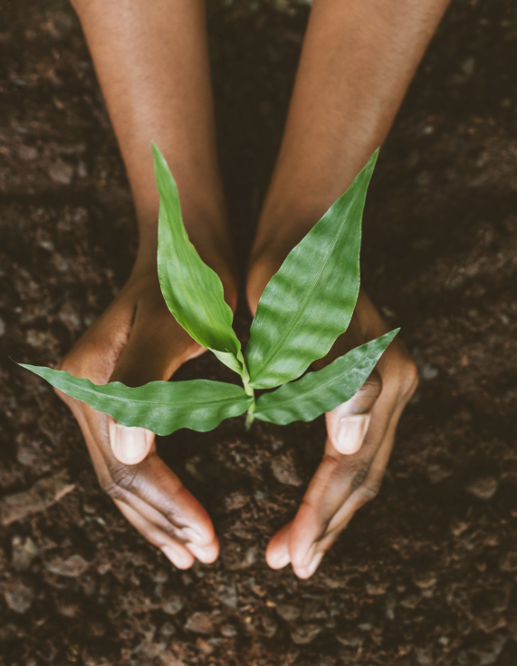 Hands cupping a young green plant in soil.