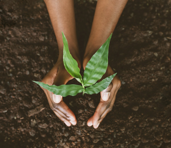 A closeup of a pair of hands planting a plant